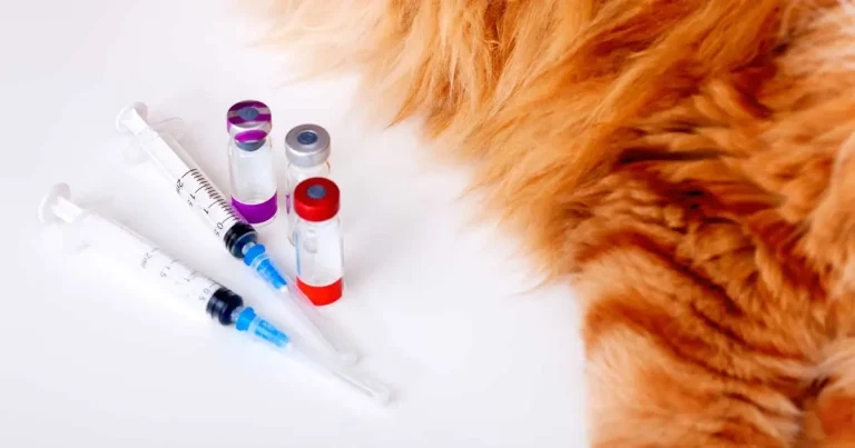 MSD hails ‘breakthrough’ cat vaccine launch