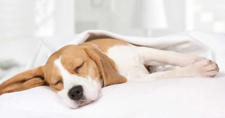 Caregiver well-being should be considered during vet care