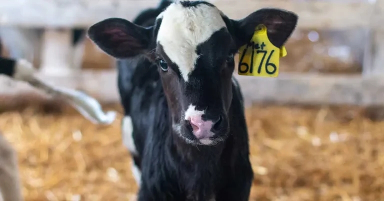 Bovine metabolic disorders: screening and management