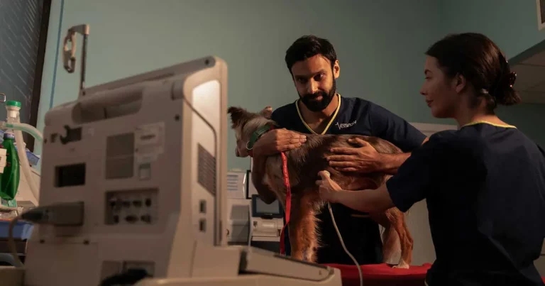 Vets Now at 25: how out-of-hours care changed UK practice life
