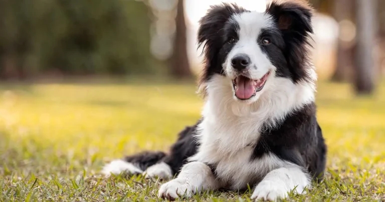 Healthspan – the essence of veterinary oncology