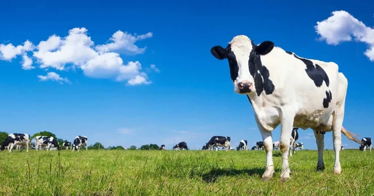 Mastitis: management strategies, including prevention protocols