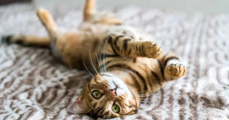 Beyond the shelter: role of UK’s vets in feline parvovirus control