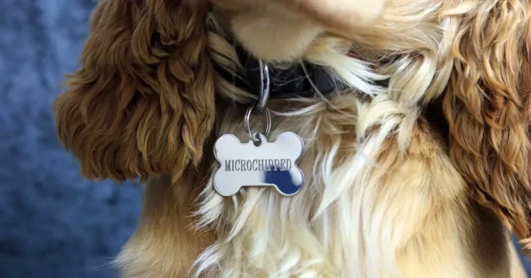 Vets to get free access to new single search microchip platform