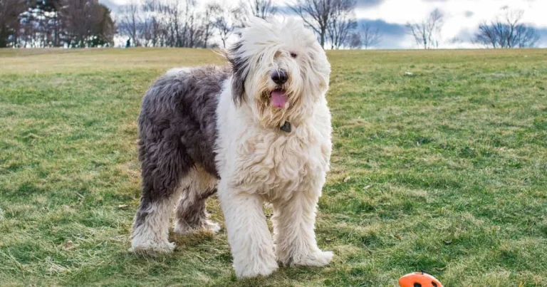 Vet raises fears over extinction of historic dog breeds