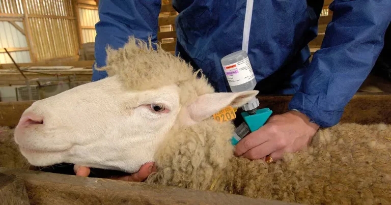 VMD: Don’t sell on spare bluetongue vaccine