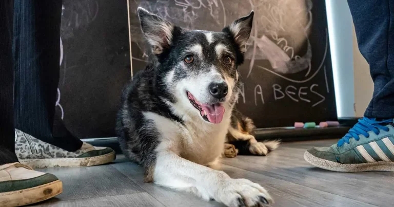 CVS raises £75k for StreetVet