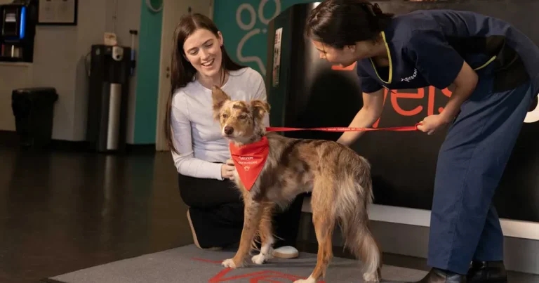 New emergency campaign launches as Vets Now turns 25