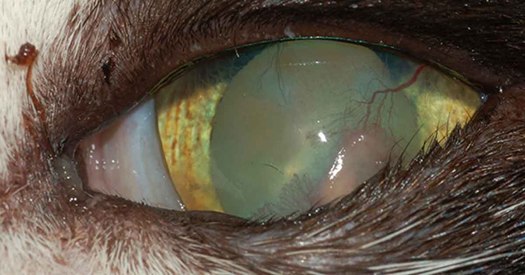Entropy Cat Companion animal patient eye conditions part 2: cats