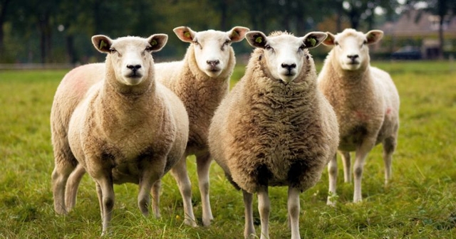New tools to help vets with flock health